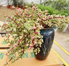 Image result for Portulacaria