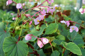 Image result for Rungia grandis