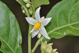 Image result for Solanum richardii
