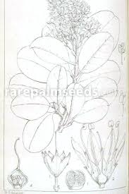 Image result for Galpinia transvaalica