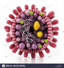 Structural Detail Of Hepatitis B Virus Isolated On White Background 3d Illustration Stock Photo Alamy