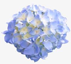 Check spelling or type a new query. White Flower Crown Transpa Image Collections Flower Light Blue Flowers Transparent Png Image Transparent Png Free Download On Seekpng
