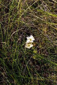 Image result for Isoglossa laxiflora