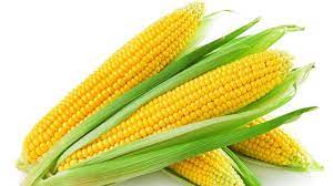 We did not find results for: 12 Manfaat Hebat Jagung Bagi Kesehatan Health Liputan6 Com