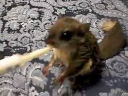 Feeding My Baby Flying Squirrel Youtube