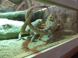 Pin By Michel On Terrarium Bartagame Animals Lizard