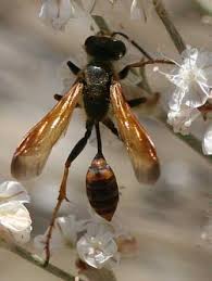 But the mealybugs got into thailand without their natural enemies, and the population has increased very rapidly over the past couple of years. Pin On Flying Colors