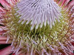 Protea Cynaroides Wikipedia The Free Encyclopedia Protea Protea Plant Protea Flower