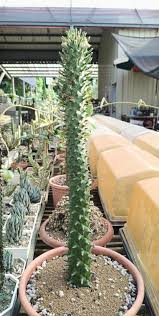 Image result for Monadenium discoideum