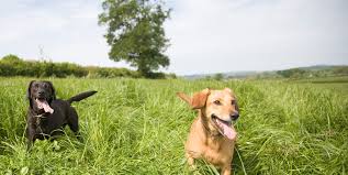 Pet assure powers dvm network, a brand built to support our participating veterinary professionals and help them grow their practice. Santa Fe Tx 77510 Veterinarian The Fe Animal Hospital