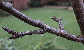 Check spelling or type a new query. Fruit Tree Winter Wash
