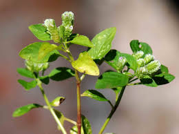 Image result for Justicia tenella