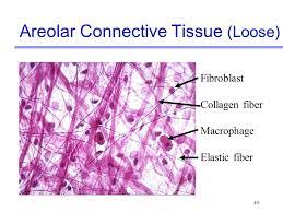 Pin By Summer Ekelund On Histology Fibrous Connective Tissues Skin Tightening Treatments Collagen Printed Shower Curtain