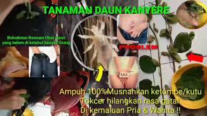 Daun ungu adalah obat herbal untuk meredakan gejala wasir (ambeien). Tanaman Daun Kanyere Caramusnahkan Ketombe Kutu Youtube