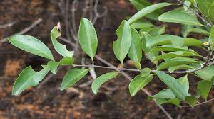 Image result for Salacia orientalis