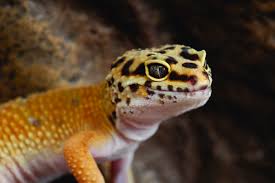 Reptile Supplies Reptile Accessories Products Petsmart Reptiles Pet Reptiles Reptiles And Amphibians