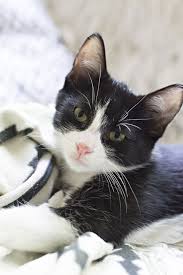 Black And White Cat Breeds With Yellow Eyes Favorite Pet Water Fountain Cuckoo4design Cat Care Pets Cats And Cucumbers