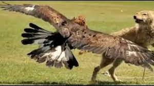 7000 gambar burung elang vs ular gratis gambar hewan author mei 26. Elang Laper Terkam Macan Dibawa Terbang Youtube