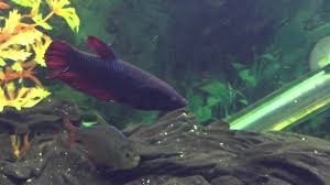 Why Is My Female Betta Making Bubble Nests Youtube