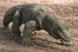 Komodo Dragon Varan And Nile Crocodile Komodo Dragon Crocodile Animal Nile Crocodile