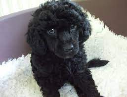 Standard Poodle Puppy Poodlepuppy Poodle Puppy Standard Poodle Puppy Poodle Puppy Black