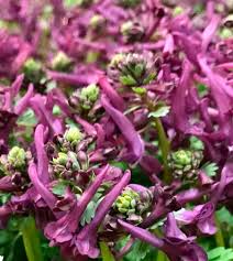 Image result for Corydalis
