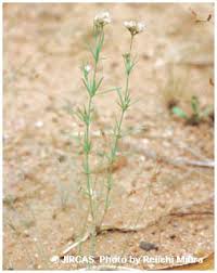 Image result for Polycarpaea corymbosa