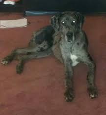 Why buy a golden retriever puppy for sale if you can adopt and save a life? Meet Bella A Petfinder Adoptable Great Dane Dog Newton Falls Oh Bella Is A 1 Year Old Great Dane She Came To Us From Kitten Adoption Great Dane Dogs Dogs