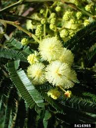 Image result for Acacia mearnsii