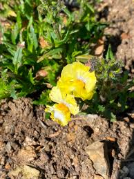 Image result for Nemesia lilacina