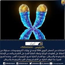 امتدادات من الحمض النووي منقوص الأكسجين توجد في نهايات الكروموسومات مسئولة عن الحفاظ على المعلومات الوراثية بأمان وإعطاء الخلايا القد telomeres biology science