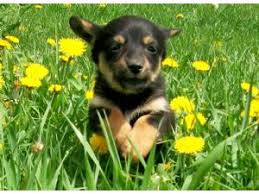 Find corgis for sale in minneapolis on oodle classifieds. Pembroke Welsh Corgi Puppies In Minnesota