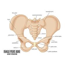 The uterus contains three suspensory ligaments that help stabilize the position of the uterus and limits its the ovaries are small, paired organs located near the lateral walls of the pelvic cavity. Pelvic Floor Dysfunction Pelvis Anatomy Pelvis Pelvic Floor