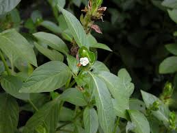 Image result for Asystasia mysorensis