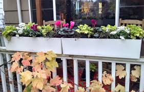 Homeowners often choose licorice plant (helichrysum petiolare) for window boxes because of its unique felted foliage. Winter Flower Box Recipe