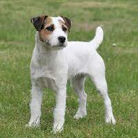 Rhône (69) / genas publiée il y a 8 mois. Milouchouchou Les Croisements Interessants Jug Jack Russell Terrier X Carlin