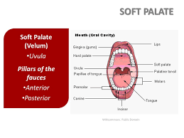Vomer—fits in median palatine suture groove. Dr Pedro Amarante Andrade Ph D Ppt Video Online Download