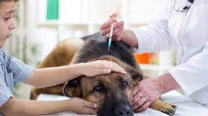 Dog Behavior After Rabies Shot