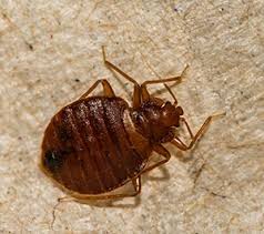 Locations city services for pest control in orange county. Bed Bug Exterminators Bed Bug Control Removal Garrie Pest Control