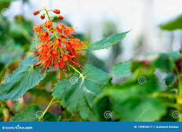 Image result for Greyia