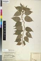 Image result for Acalypha psilostachya