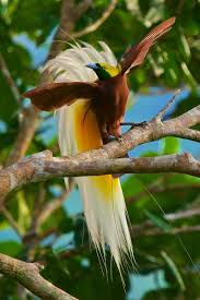 Lesser Bird Of Paradise Images Lesser Bird Of Paradise Beautiful Birds Birds Of Paradise Birds