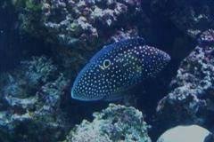 One of my later marine betta pairs. Ur Article Marine Betta