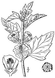 Marshmallow plant, one of the 13 magical ricola herbs. Marshmallow Facts And Health Benefits