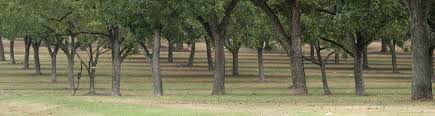 Battling Scab In Panhandle Pecan Trees Uf Ifas Extension