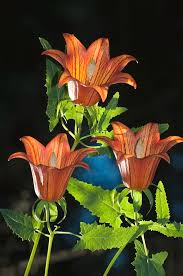 Image result for Canarina