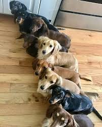 Cute Dachshunds Dachshund Breed Dapple Dachshund Daschund Puppies
