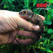 Ever evolving exotics, tucson, arizona. Ever Evolving Exotics 4444 E Grant Rd Tucson Az 85712 Usa