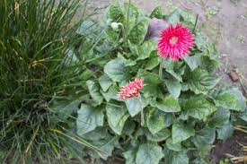 Image result for Gerbera viridifolia