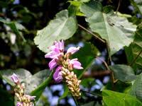 Image result for Canavalia africana